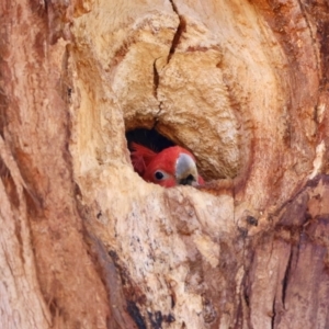 Callocephalon fimbriatum at Hughes, ACT - suppressed