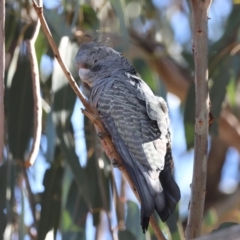 Callocephalon fimbriatum at Hughes, ACT - suppressed