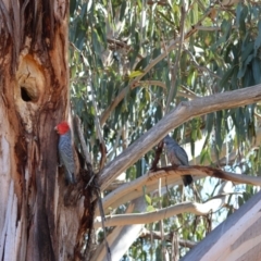 Callocephalon fimbriatum at Hughes, ACT - suppressed