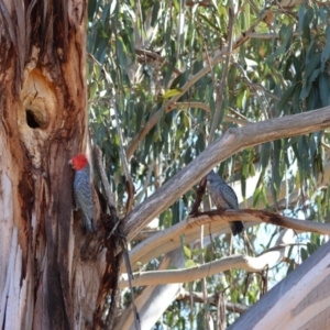 Callocephalon fimbriatum at Hughes, ACT - suppressed