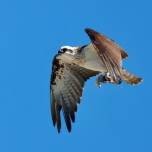 Pandion haliaetus at Houtman Abrolhos, WA - 17 Apr 2024