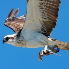 Pandion haliaetus at Houtman Abrolhos, WA - 17 Apr 2024