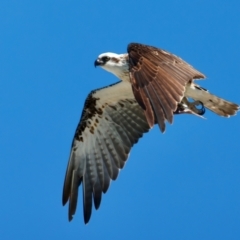 Pandion haliaetus at Houtman Abrolhos, WA - 17 Apr 2024