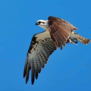 Pandion haliaetus at Houtman Abrolhos, WA - 17 Apr 2024