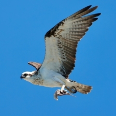 Pandion haliaetus at Houtman Abrolhos, WA - 17 Apr 2024