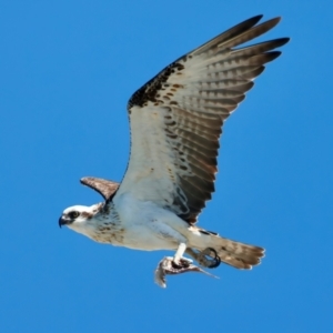 Pandion haliaetus at Houtman Abrolhos, WA - suppressed