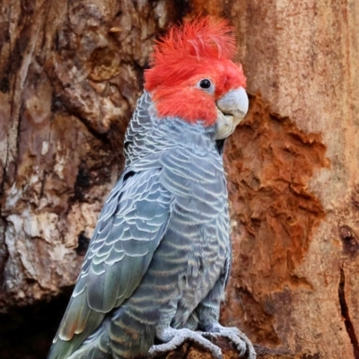 Callocephalon fimbriatum (Gang-gang Cockatoo) at Hughes, ACT - 11 Aug 2024 by LisaH