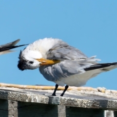 Thalasseus bergii at Houtman Abrolhos, WA - 17 Apr 2024