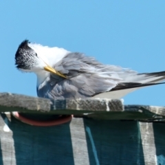 Thalasseus bergii at Houtman Abrolhos, WA - 17 Apr 2024