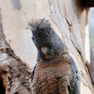 Callocephalon fimbriatum (identifiable birds) at Hughes, ACT - 19 Aug 2024