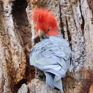 Callocephalon fimbriatum (identifiable birds) at Hughes, ACT - suppressed