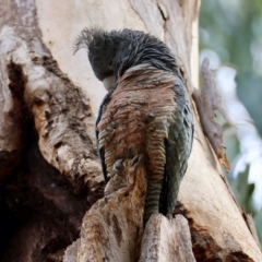 Callocephalon fimbriatum (identifiable birds) at Hughes, ACT - 19 Aug 2024