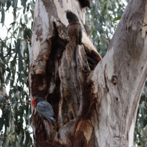 Callocephalon fimbriatum (identifiable birds) at Hughes, ACT - 19 Aug 2024