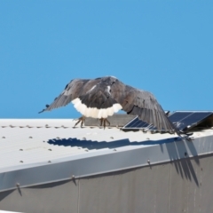 Haliaeetus leucogaster (White-bellied Sea-Eagle) at Houtman Abrolhos, WA - 17 Apr 2024 by jb2602