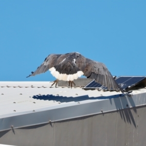 Haliaeetus leucogaster at Houtman Abrolhos, WA - 17 Apr 2024 02:55 PM