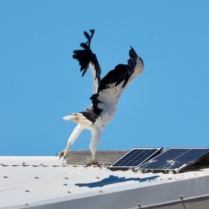 Haliaeetus leucogaster at Houtman Abrolhos, WA - 17 Apr 2024 02:55 PM