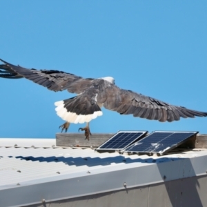 Haliaeetus leucogaster at Houtman Abrolhos, WA - 17 Apr 2024 02:55 PM