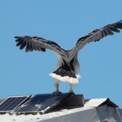 Haliaeetus leucogaster at Houtman Abrolhos, WA - 17 Apr 2024