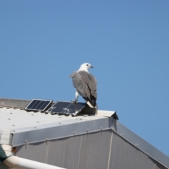 Haliaeetus leucogaster at Houtman Abrolhos, WA - 17 Apr 2024