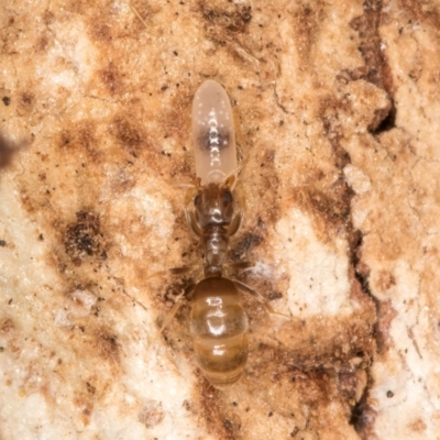 Formicidae (family) (Unidentified ant) at Belconnen, ACT - 20 Aug 2024 by kasiaaus