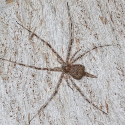 Tamopsis eucalypti (A two-tailed spider) at Belconnen, ACT - 20 Aug 2024 by kasiaaus