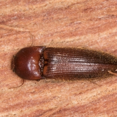 Elateridae sp. (family) (Unidentified click beetle) at Belconnen, ACT - 20 Aug 2024 by kasiaaus