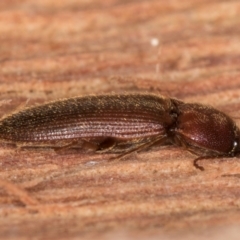 Elateridae sp. (family) at Belconnen, ACT - 20 Aug 2024