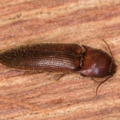 Elateridae sp. (family) at Belconnen, ACT - 20 Aug 2024