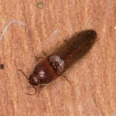 Elateridae sp. (family) at Belconnen, ACT - 20 Aug 2024