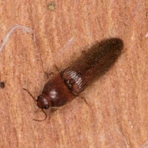 Elateridae sp. (family) at Belconnen, ACT - 20 Aug 2024