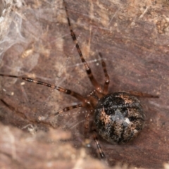 Cryptachaea veruculata (Diamondback comb-footed spider) at Belconnen, ACT - 20 Aug 2024 by kasiaaus