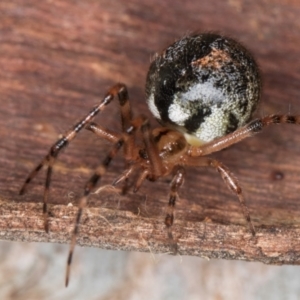 Cryptachaea veruculata at Belconnen, ACT - 20 Aug 2024