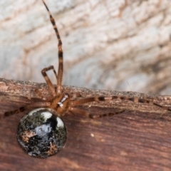 Cryptachaea veruculata at Belconnen, ACT - 20 Aug 2024