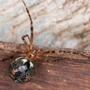 Cryptachaea veruculata at Belconnen, ACT - 20 Aug 2024