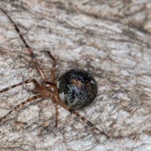 Cryptachaea veruculata at Belconnen, ACT - 20 Aug 2024