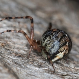 Cryptachaea veruculata at Belconnen, ACT - 20 Aug 2024