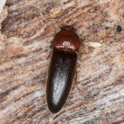 Elateridae sp. (family) (Unidentified click beetle) at Belconnen, ACT - 20 Aug 2024 by kasiaaus