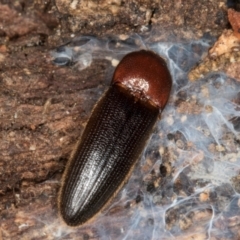 Elateridae (family) at Belconnen, ACT - 20 Aug 2024 12:59 PM