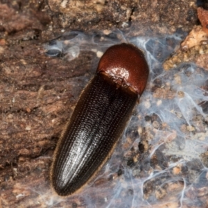 Elateridae sp. (family) at Belconnen, ACT - 20 Aug 2024