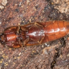 Elateridae sp. (family) at Belconnen, ACT - 20 Aug 2024