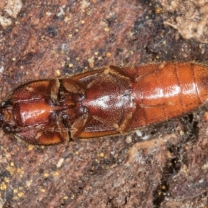 Elateridae (family) at Belconnen, ACT - 20 Aug 2024 12:59 PM