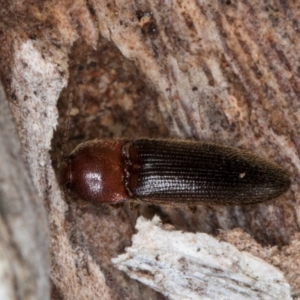 Elateridae sp. (family) at Belconnen, ACT - 20 Aug 2024