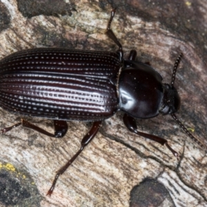 Meneristes australis at Belconnen, ACT - 20 Aug 2024