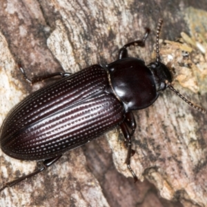 Meneristes australis at Belconnen, ACT - 20 Aug 2024