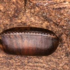 Blattodea (order) (Unidentified cockroach) at Belconnen, ACT - 20 Aug 2024 by kasiaaus