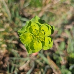 Euphorbia helioscopia (Sun Spurge) at Whitlam, ACT - 19 Aug 2024 by Jiggy