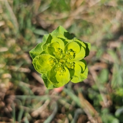 Euphorbia helioscopia (Sun Spurge) at Whitlam, ACT - 19 Aug 2024 by Jiggy