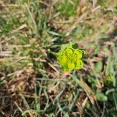 Euphorbia helioscopia at Whitlam, ACT - 20 Aug 2024 08:51 AM