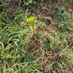 Euphorbia helioscopia at Whitlam, ACT - 20 Aug 2024 08:51 AM