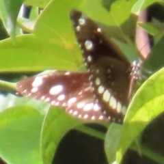 Euploea corinna at The Caves, QLD - 20 Aug 2024 by lbradley